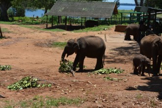 Sri Lanka - Uda Walawe Elephant Orphan